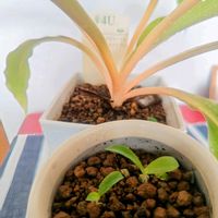 クロロフィツム プリンセスメイプル,観葉植物,種まきっ子,PR,観葉植物のある暮らしの画像