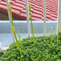ブロウメアナ,鍾馗水仙の花芽,鍾馗水仙の花芽,屋上ガーデン,プランター栽培の画像