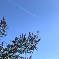 セイヨウニンジンボク,そら,美しき青きドヨウの画像