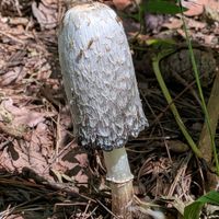 ススキ,キノコ,ササクレヒトヨタケ,コプリーヌ,菌類の画像