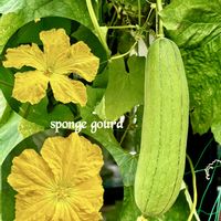 ヘチマ,ヘチマ,つる性植物,ビタミンカラー,꒰ღ˘◡˘ற꒱かわゅ~の画像