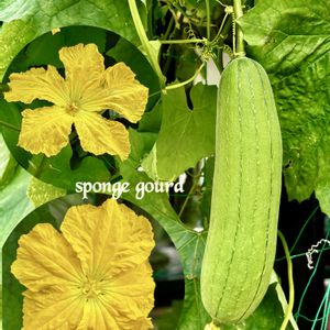 ヘチマ,ヘチマ,つる性植物,ビタミンカラー,꒰ღ˘◡˘ற꒱かわゅ~の画像