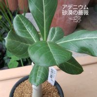 アデニウム,多肉植物,花のある暮らし,植物大好き,人に優しくの画像