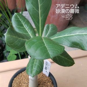 アデニウム,多肉植物,花のある暮らし,植物大好き,人に優しくの画像