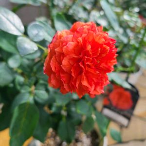 バラ,アマレット,バラ 鉢植え,ばら バラ 薔薇,ロサオリエンティス プログレッシオの画像