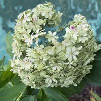 ルリカンザシ,ニオイバンマツリ,紫陽花,紫陽花,グロブラリア ブルーアイの画像
