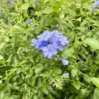 ペンタス,ルリマツリ,花壇,常緑低木,熱帯植物の画像