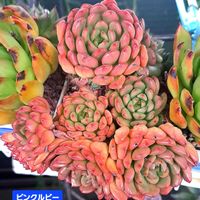 ピンクルビー,ダイソー,エケベリア属,植物男子ベランダー,エケベリア好きの画像