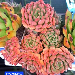 ピンクルビー,ダイソー,エケベリア属,植物男子ベランダー,エケベリア好きの画像