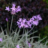 ツルバキア　シルバーレース,地植え,庭植え,宿根草♪,宿根草大好きの画像