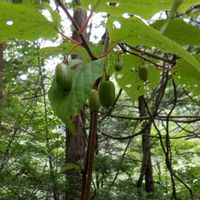 サルナシ,落葉性つる植物の画像