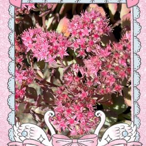 小さな花,美しい花,私のお気に入り,可愛い花,素敵な花の画像