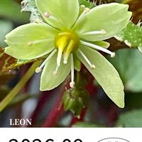 ダイモンジソウ,山野草,花のある暮らし,お花大好き♡,山野草大好きの画像