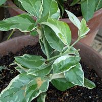 斑入り,鉢植え,おうちの庭,可愛い~(⁠*⁠˘⁠︶⁠˘⁠*⁠)⁠,玄関アプローチの画像