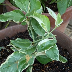 斑入り,鉢植え,おうちの庭,可愛い~(⁠*⁠˘⁠︶⁠˘⁠*⁠)⁠,玄関アプローチの画像