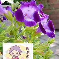 トレニア,外出先,土曜日は紫の花,気が付けば土曜日の画像