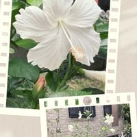 ハイビスカス,鉢植えの画像