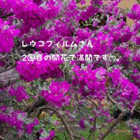 レウコフィルム,今庭,ガーデニング,ナチュラルガーデン,お庭の画像