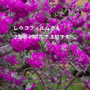 レウコフィルム,今庭,ガーデニング,ナチュラルガーデン,お庭の画像