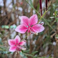 ガウラ,花のある暮らし,花に魅せられて,小さな庭の画像