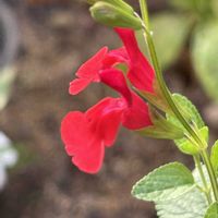 チェリーセージ,花のある暮らし,愛媛県,庭の画像