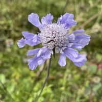 マツムシソウ,山野草,繋がりに感謝✨,入笠湿原,植物が大好きの画像