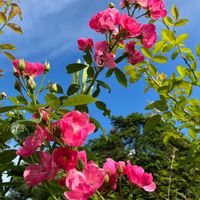 アルストロメリア,シュウカイドウ,アンジェラ,ピンクの花,19日はピンクの日!の画像