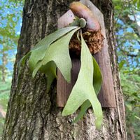 ビカクシダ ネザーランド,観葉植物,板付け, ビカクシダ,庭の画像