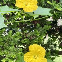 ヘチマ,夏野菜,食用,今日のお花,２０２０年５月同期の画像