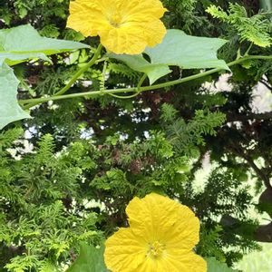ヘチマ,夏野菜,食用,今日のお花,２０２０年５月同期の画像