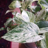 斑入り,ポトスマーブルクイーン,観葉植物,葉っぱ,秋の空の画像