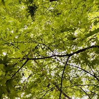 モミジ,俳句,下関・彦島の風景,季語,道端徘徊同盟の画像