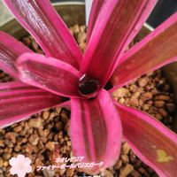 ネオレゲリア・ファイヤーボール,ネオレゲリアファイヤーボール,観葉植物,花のある暮らし,小庭の画像