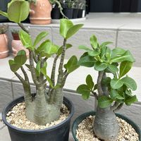 アデニウム,塊根植物,コーデックス,砂漠の薔薇 アデニウム,コメリウムの画像