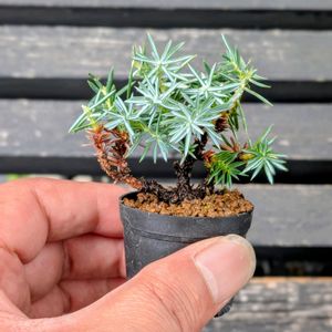 白鵬杜松,盆栽,ミニ盆栽,盆栽苗木,まめ盆栽の画像