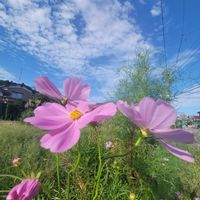 アサガオ,コキア,コスモス,ススキ,センニチコウの画像