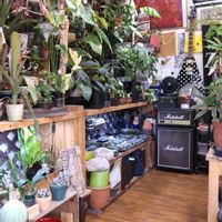 多肉植物,ウラボシ科,ビカクシダ属,食中植物,塊根の画像