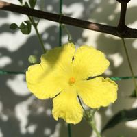 キュウリ,ゴーヤ,ミニトマトの画像