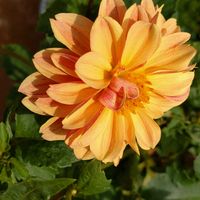 イソトマ,ダリア,フロックス オープニングアクト ピンクアドット,夏の花,種まきの画像