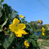 ヘチマ,ローゼル,ヘチマの花,白ローゼル,いつもありがとう♡の画像