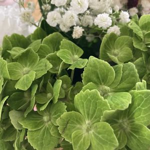 紫陽花,アジサイ エメラルドグリーン,多肉植物,ネコ好き,多肉中毒の画像