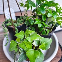 グリーンネックレス,シュガーバイン,ヘデラ,多肉植物,観葉植物の画像