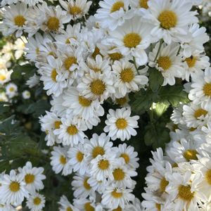 お花大好き♡,和室,ベランダ,玄関アプローチ,庭の画像
