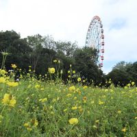 コスモス,パンパスグラス,コスモス イエローキャンパス,クリの実,クリの画像