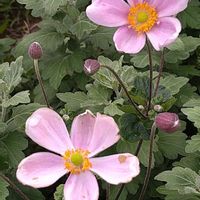 シュウメイギク,癒し,小さな花壇,秋の気配,ピンクワールドへ ようこその画像