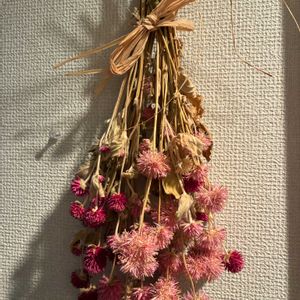 センニチコウ,ドライフラワー,いつもありがとう♡,花日記,ユーミンつながりの画像