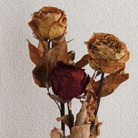 ドライフラワー,誕生日プレゼント,薔薇の花,小さな幸せ♡,大切なお友達の画像