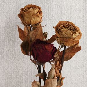 ドライフラワー,誕生日プレゼント,薔薇の花,小さな幸せ♡,大切なお友達の画像