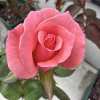バラ,バラ 鉢植え,プリンセスアイコ,玄関アプローチの画像