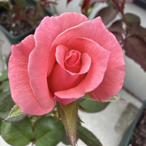 バラ,バラ 鉢植え,プリンセスアイコ,玄関アプローチの画像